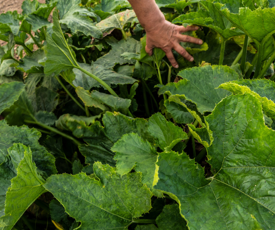 Pest Control Hacks