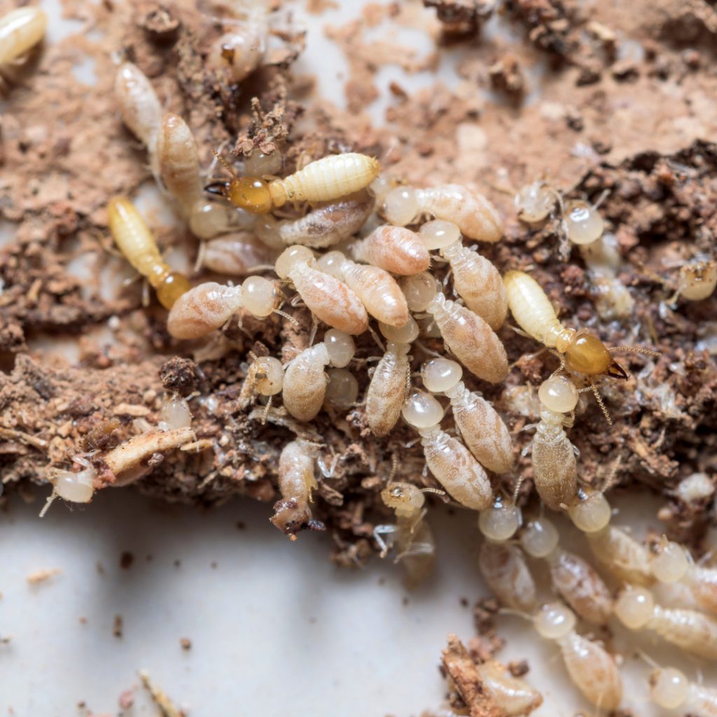 Termites in Alabama