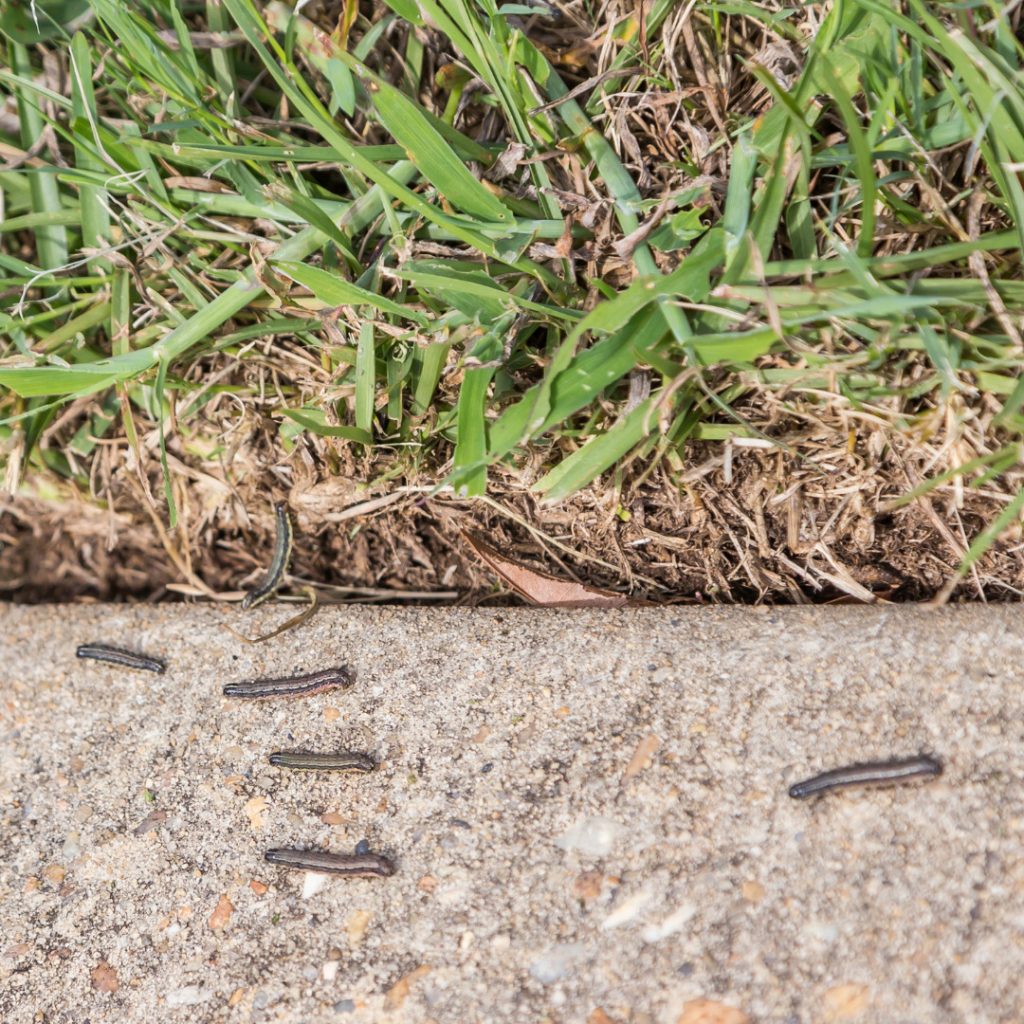 Armyworms