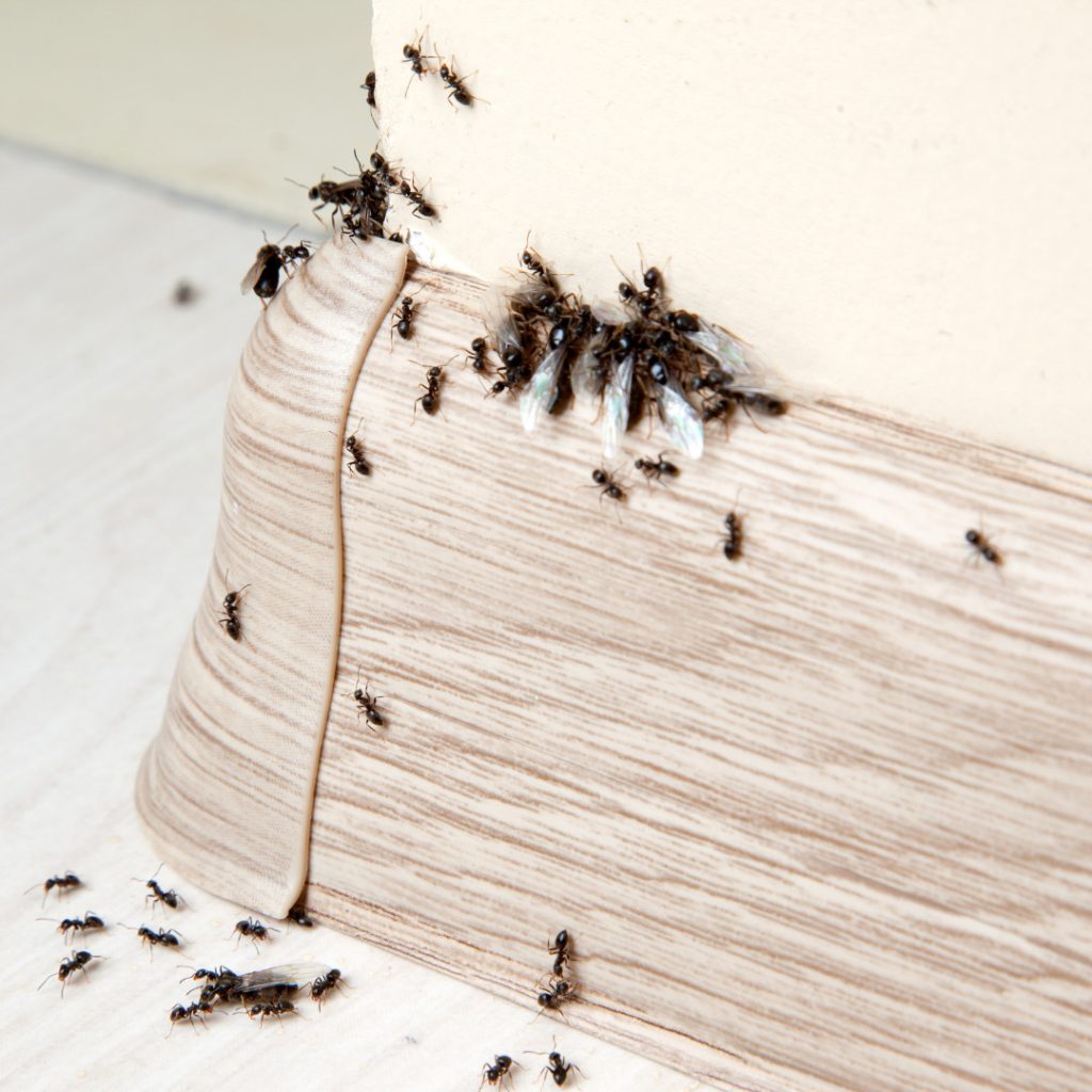Pest Infestation